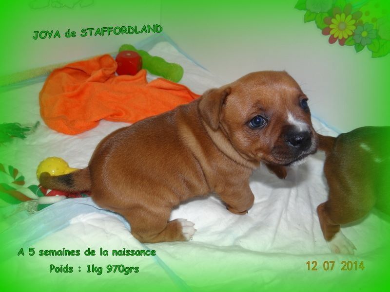 Staffordland Joya
