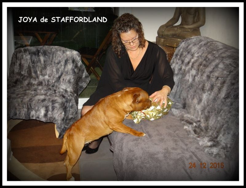 Staffordland Joya