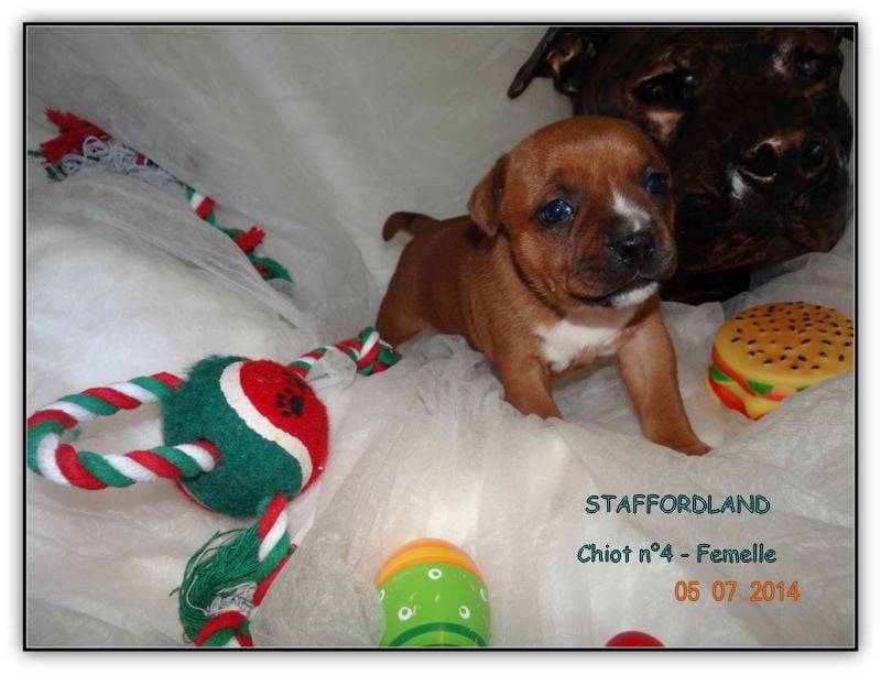 Staffordland Joya