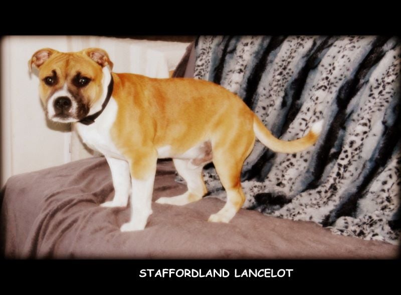 Staffordland Lancelot