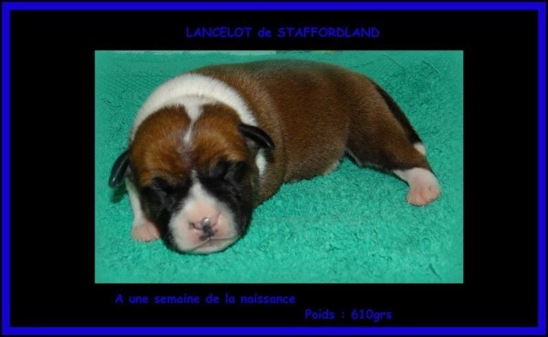 Staffordland Lancelot