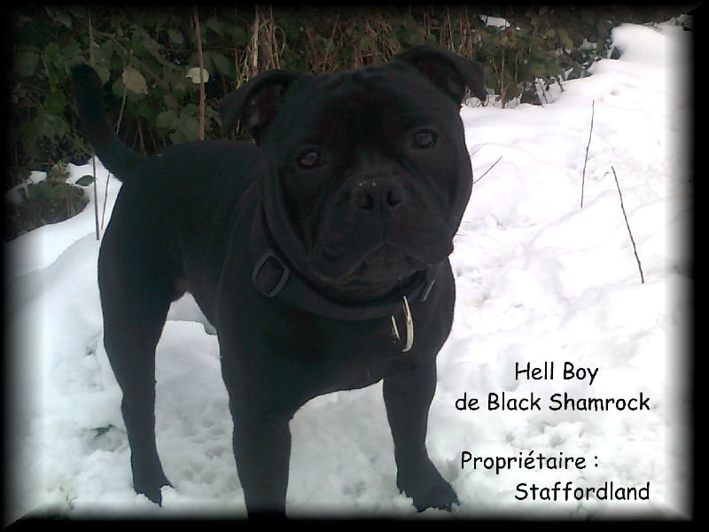 black shamrock Hell-boy