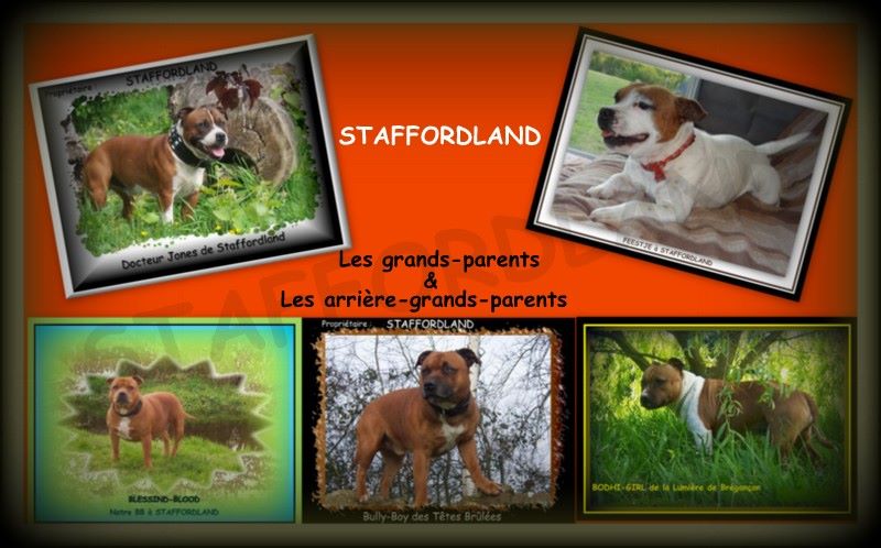 Staffordland Joya