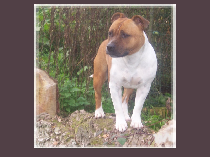 Bodhi-girl de la Lumière de Bregançon