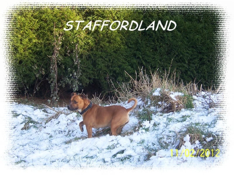 Staffordland Duchesse