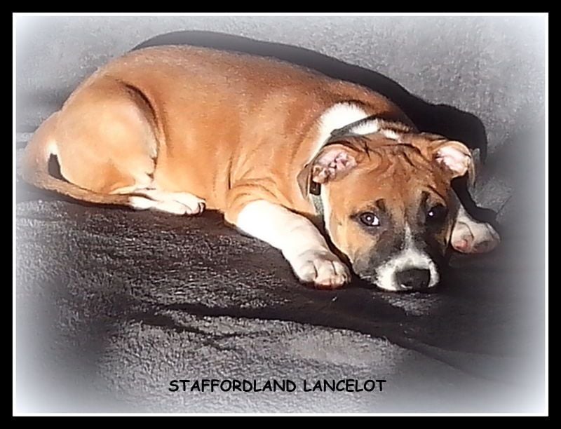 Staffordland Lancelot