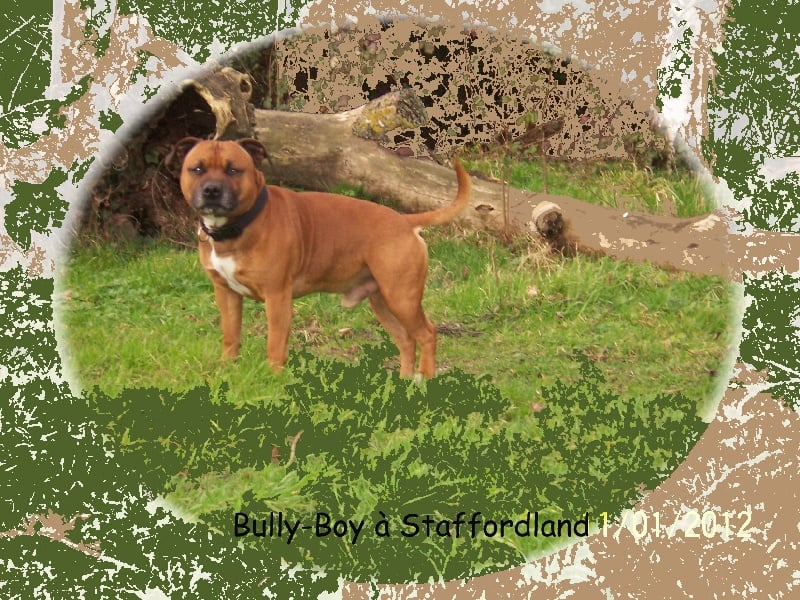 Bully-boy Des têtes brulées