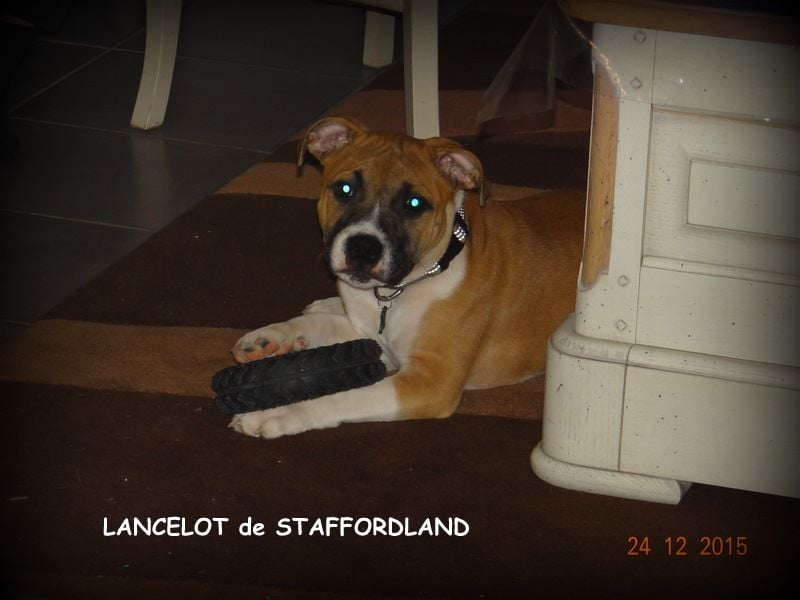 Staffordland Lancelot
