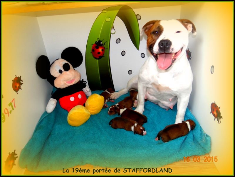 Staffordland Luna