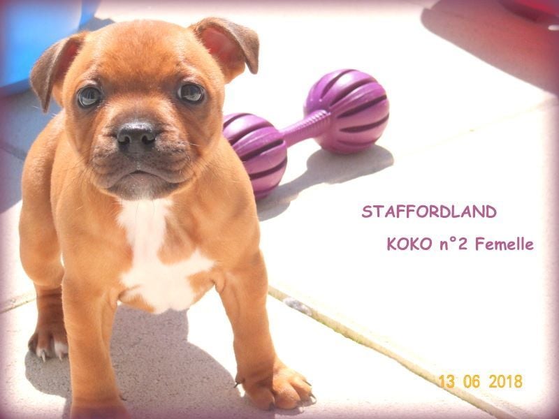 Staffordland Owo nipa