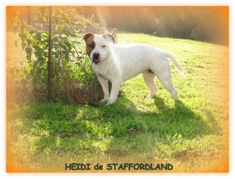 Staffordland Heidi