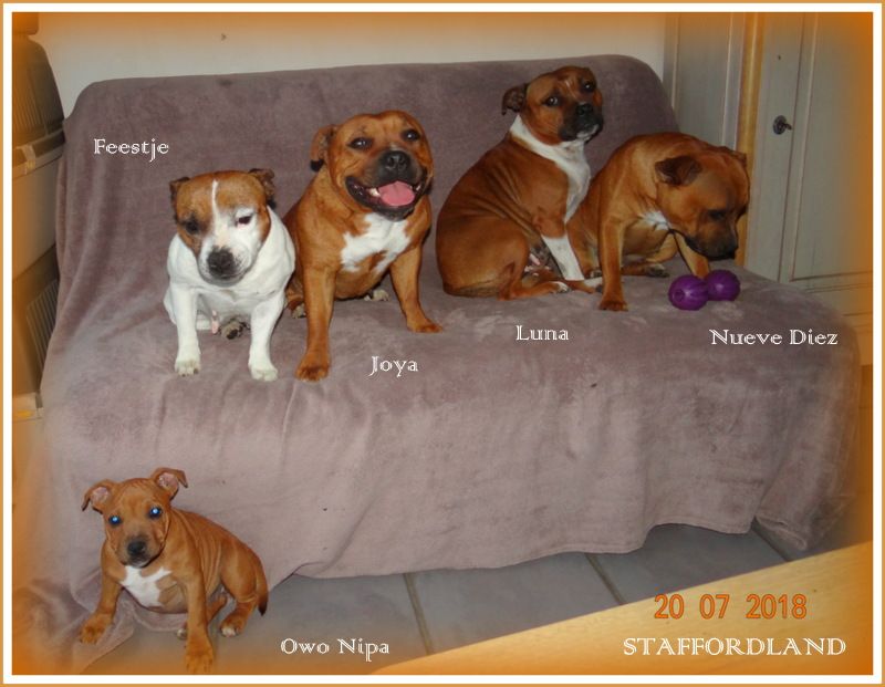 Staffordland Owo nipa