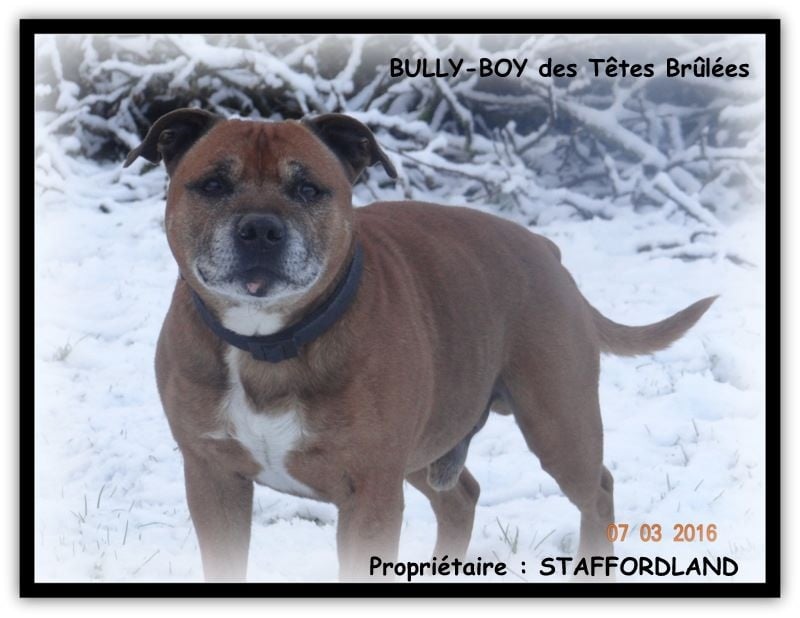 Bully-boy Des têtes brulées