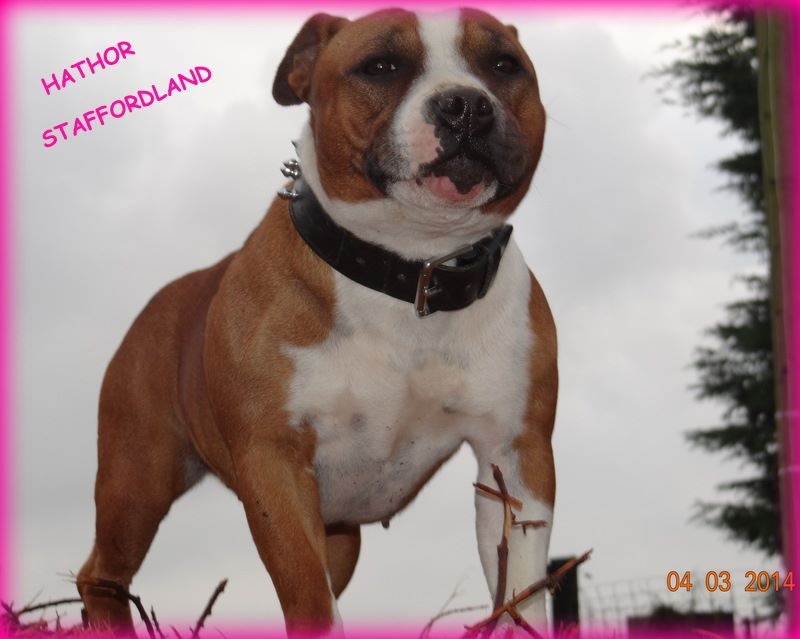 Staffordland Hathor