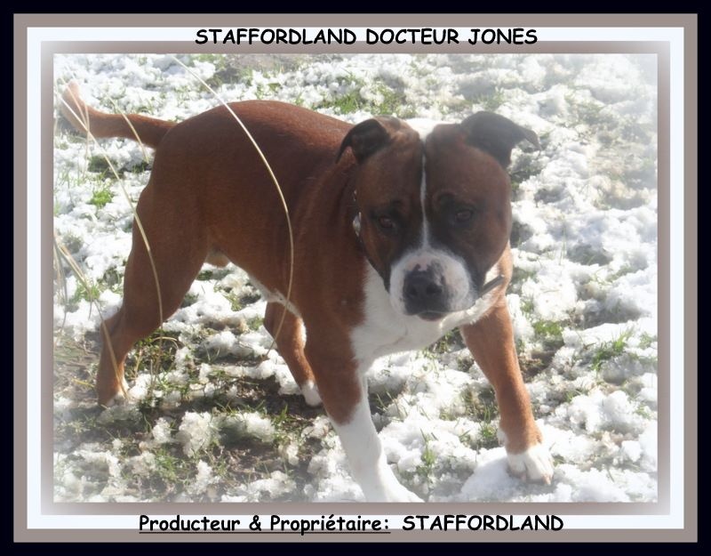 Staffordland Docteur jones