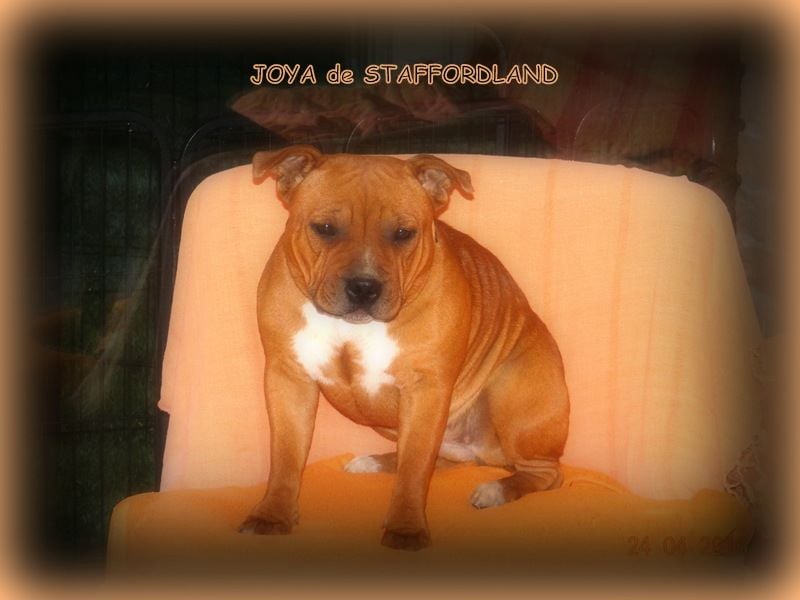 Staffordland Joya