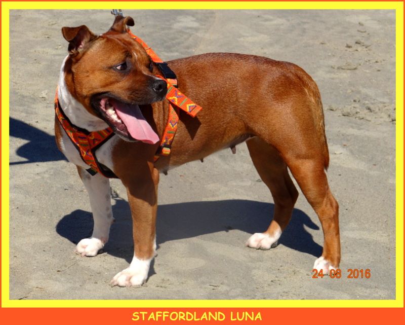 Staffordland Luna