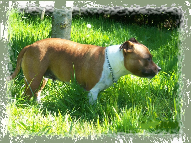 Bodhi-girl de la Lumière de Bregançon