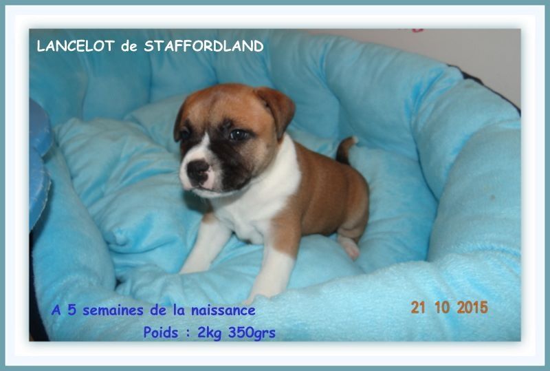 Staffordland Lancelot