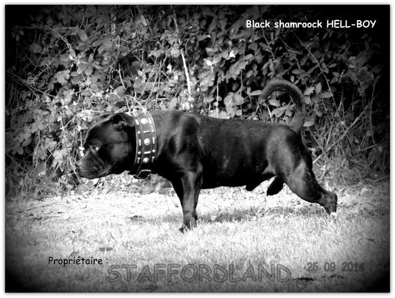 black shamrock Hell-boy