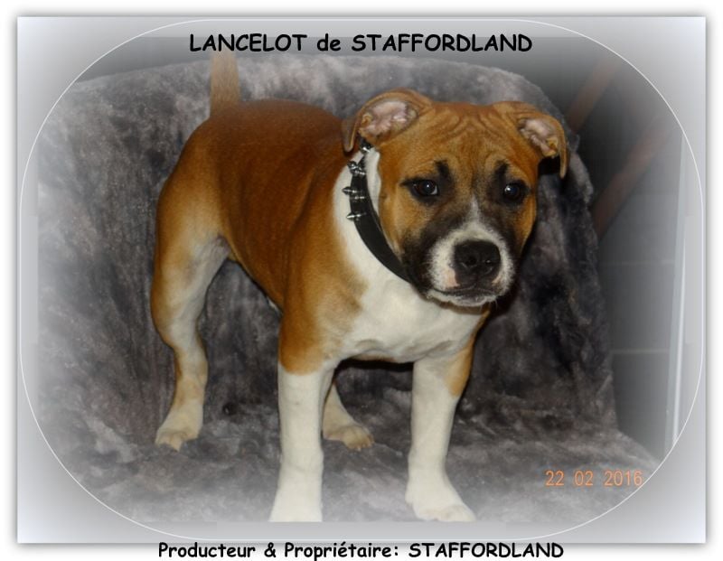 Staffordland Lancelot