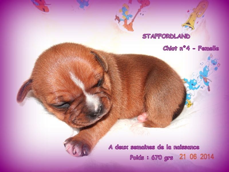 Staffordland Joya