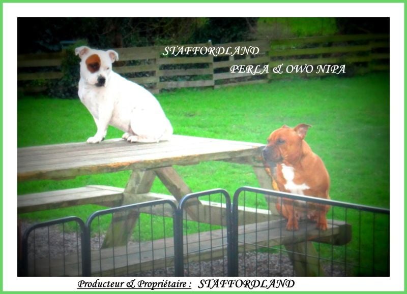 Staffordland Owo nipa