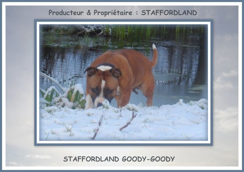 Staffordland Goody-goody