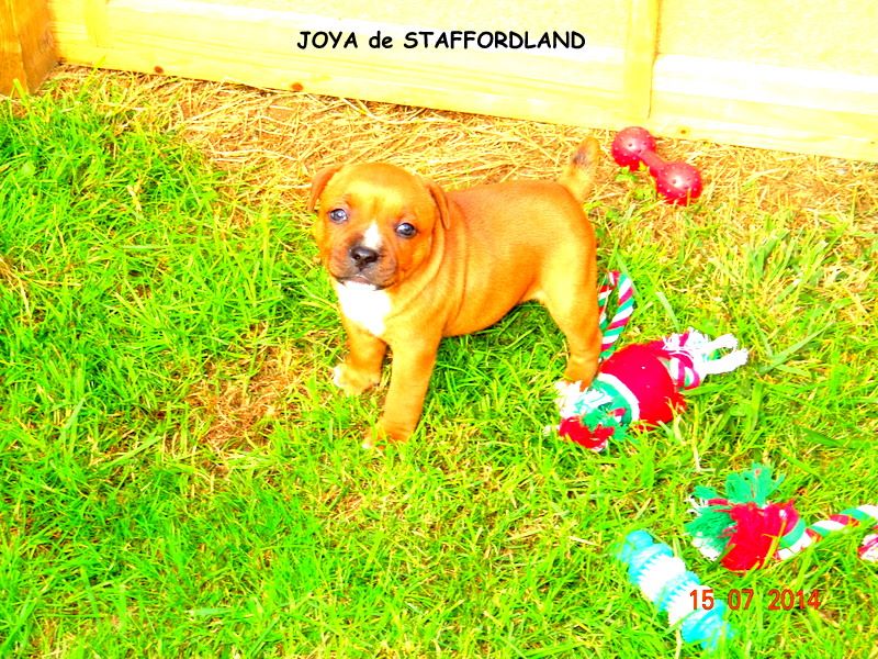 Staffordland Joya