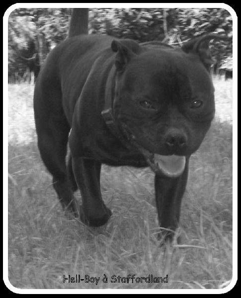 black shamrock Hell-boy