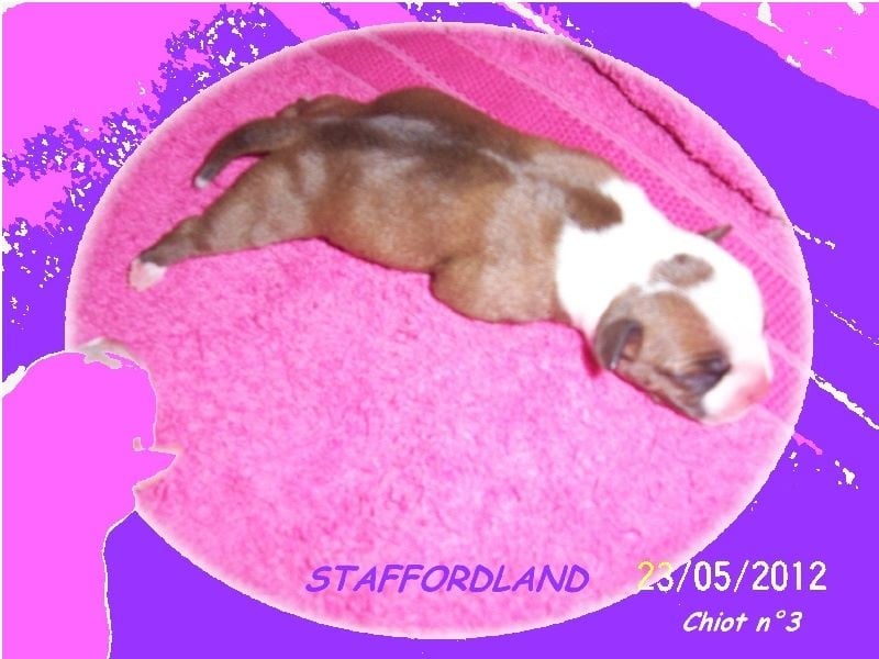 Staffordland Hathor