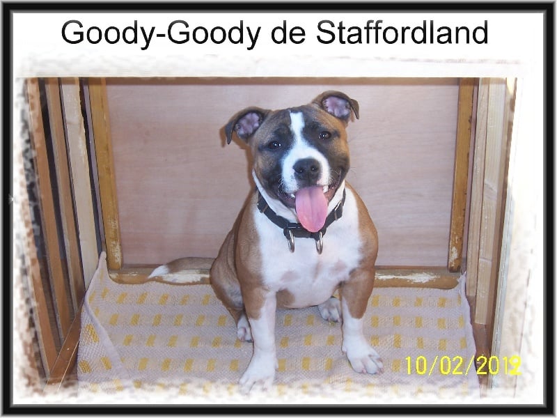 Staffordland Goody-goody