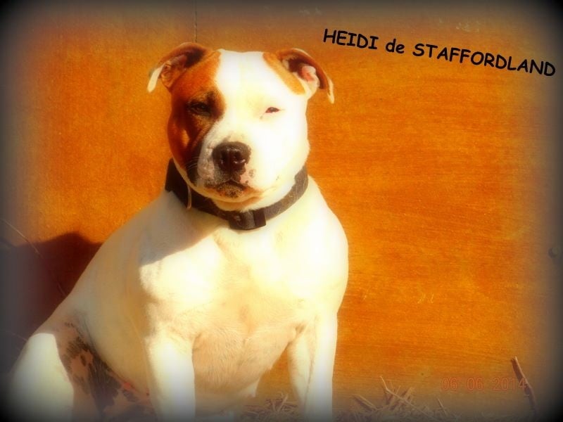 Staffordland Heidi
