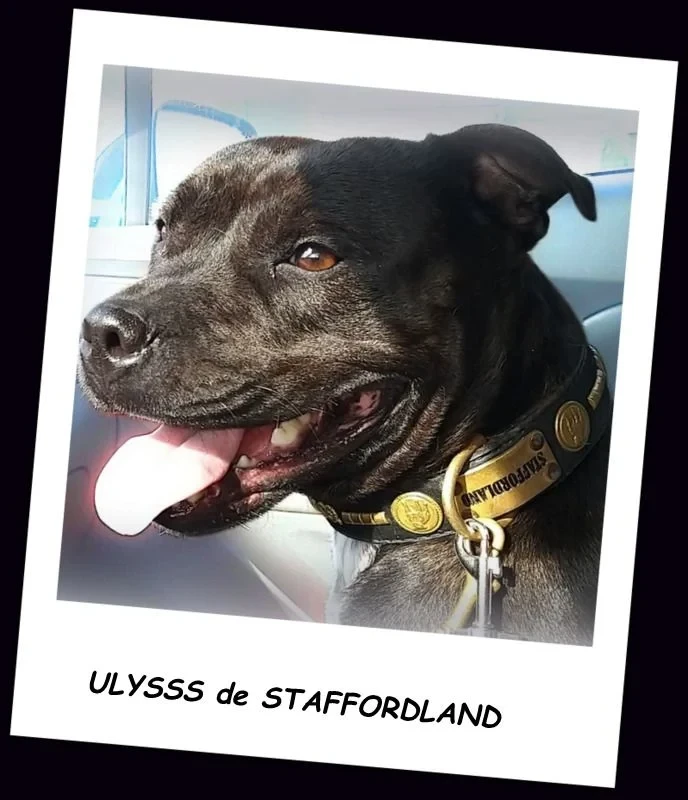 Staffordland ULYSSS