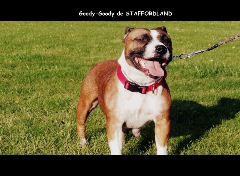 Staffordland Goody-goody