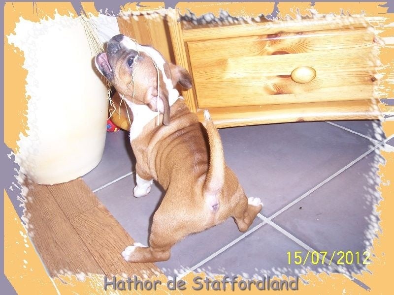 Staffordland Hathor