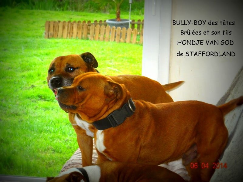 Staffordland Hondje van god