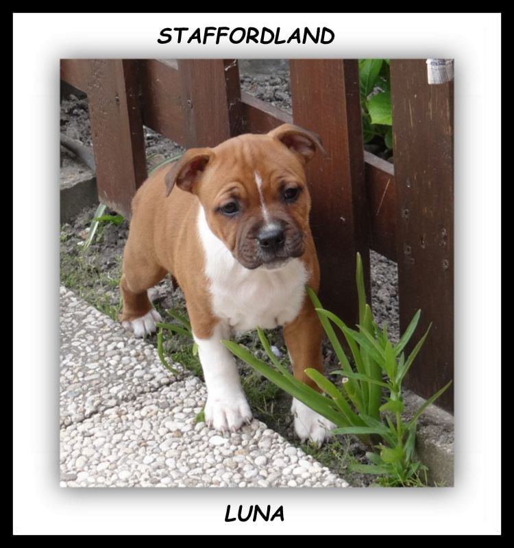 Staffordland Luna