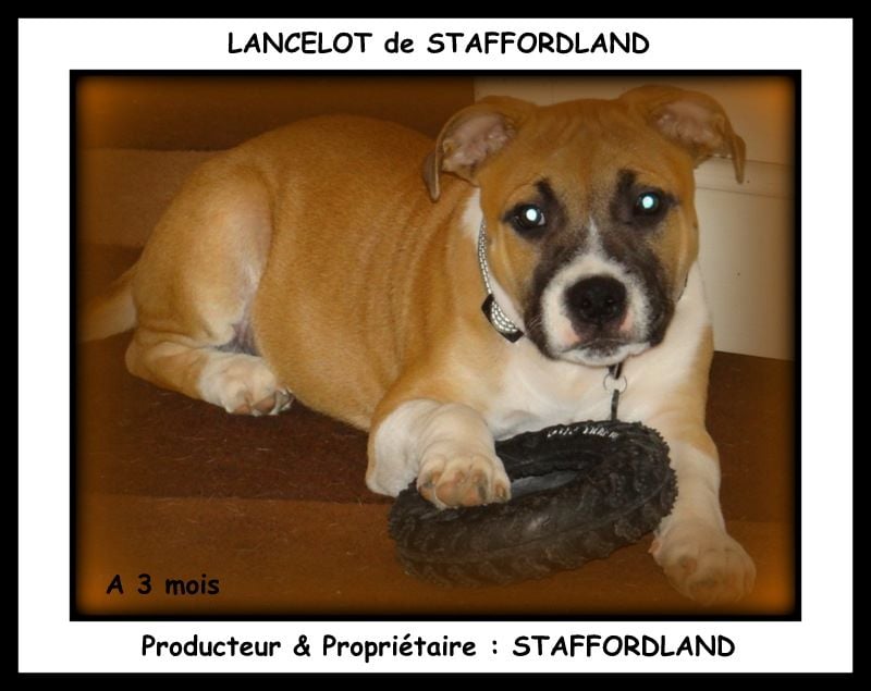 Staffordland Lancelot