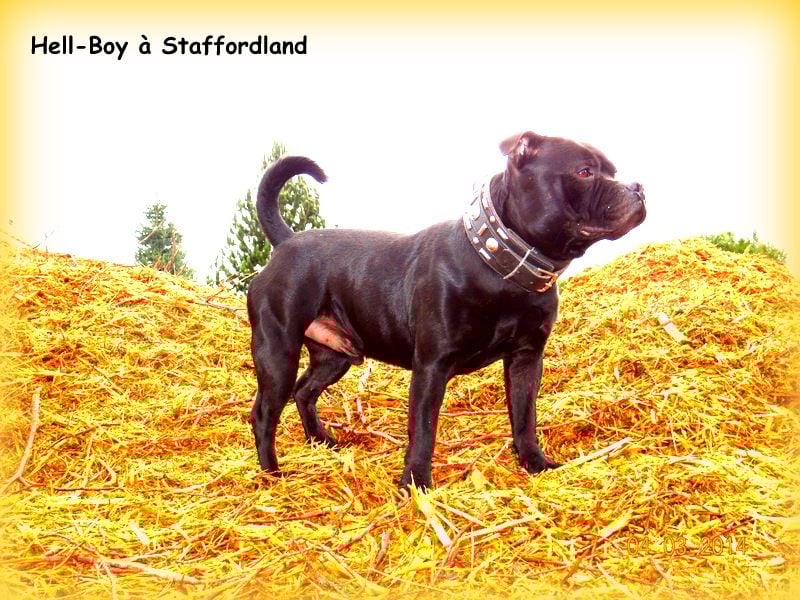black shamrock Hell-boy