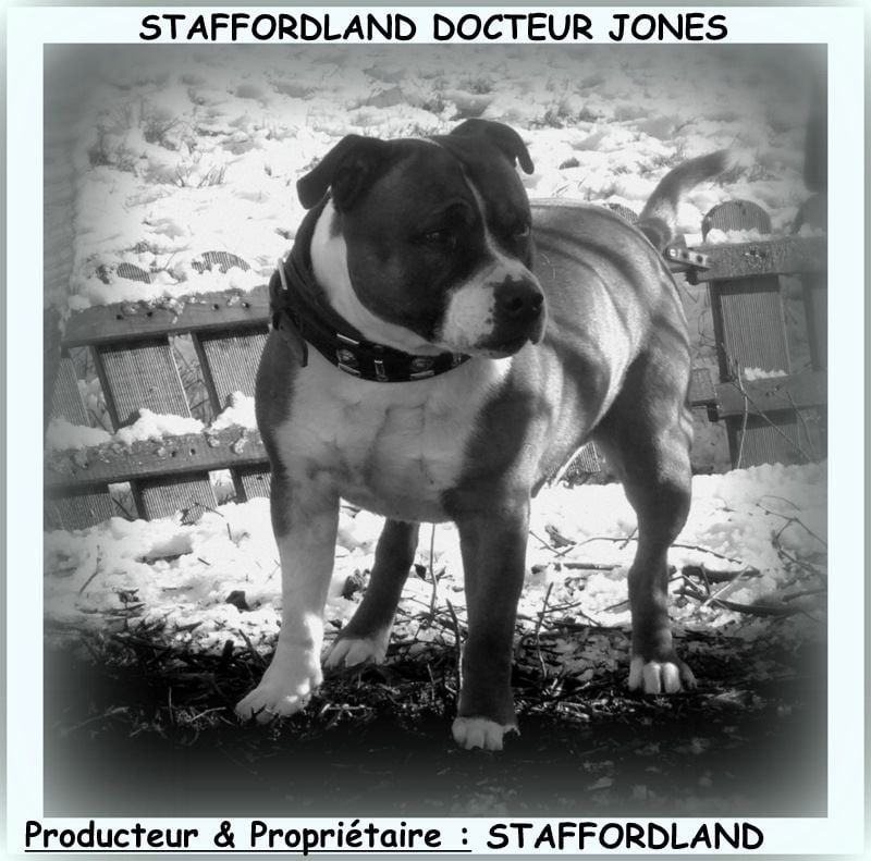 Staffordland Docteur jones