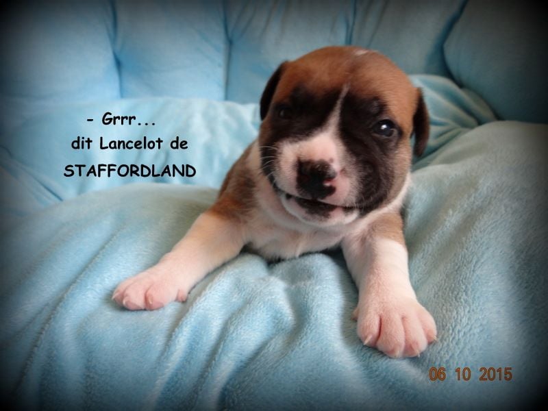 Staffordland Lancelot