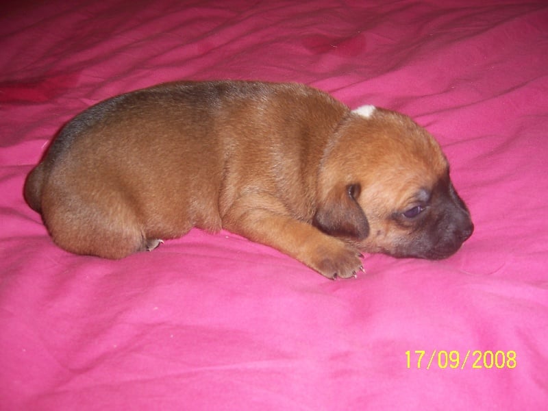 Staffordland Duchesse