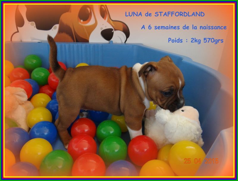 Staffordland Luna