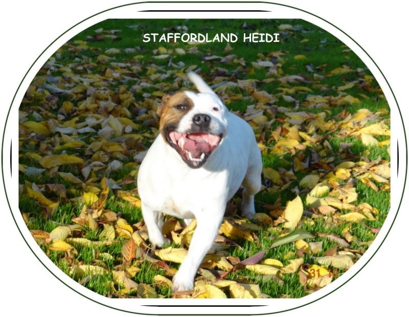 Staffordland Heidi