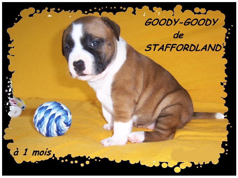 Staffordland Goody-goody