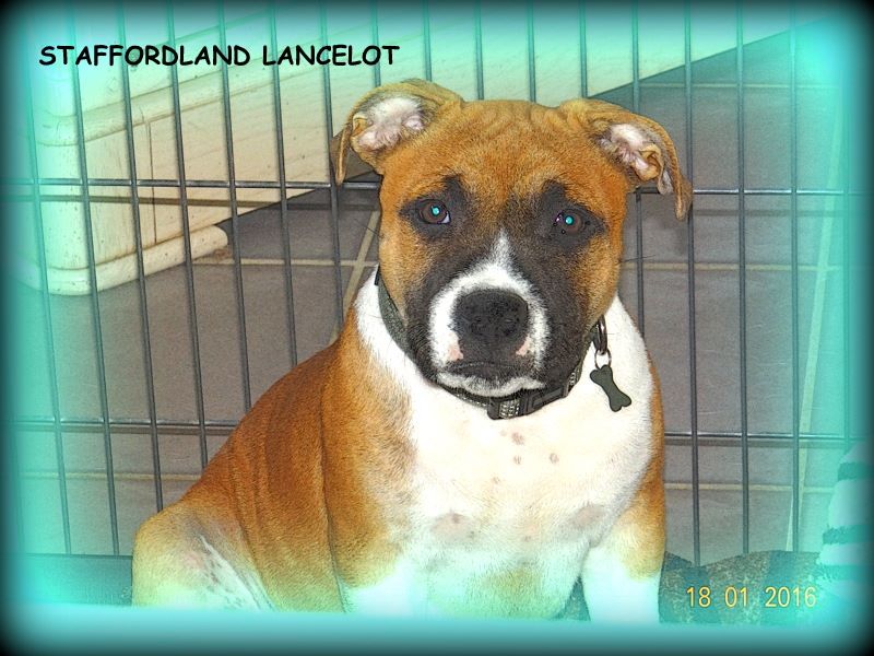 Staffordland Lancelot