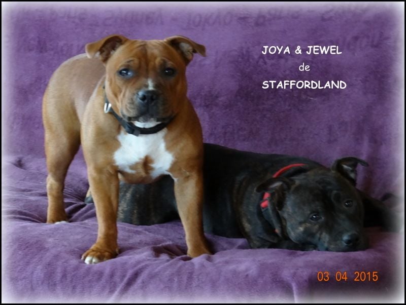 Staffordland Joya