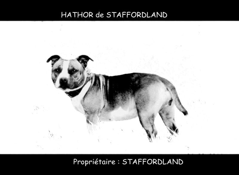 Staffordland Hathor