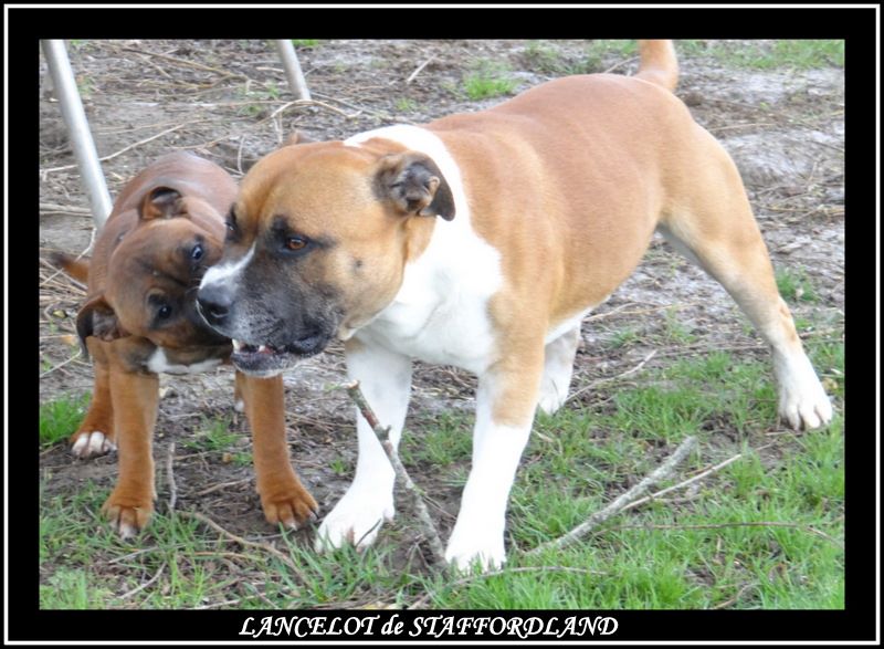 Staffordland Lancelot
